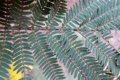 Acacia silvestris