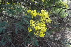 Acacia silvestris