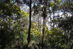 Acacia silvestris
