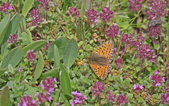 Boloria pales
