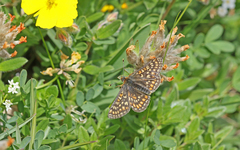Euphydryas aurinia debilis