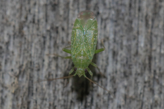 Orthotylus flavosparsus