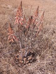 Aloe greatheadii davyana