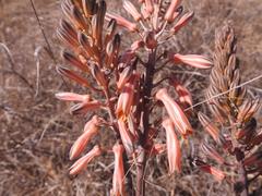 Aloe greatheadii davyana