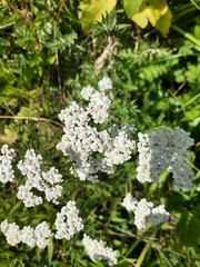 Achillea millefolium