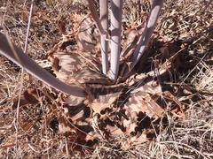 Aloe greatheadii davyana