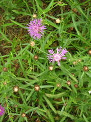 Centaurea jacea