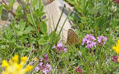Euphydryas aurinia debilis