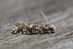 Nemapogon granella
