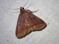 Simplicia acutivalva