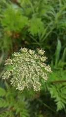 Selinum alatum