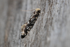 Nemapogon granella