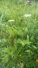 Selinum alatum
