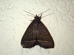 Simplicia concisalis