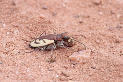 Cicindela tranquebarica diffracta