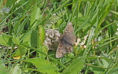 Melitaea asteria