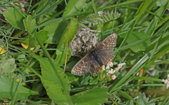 Melitaea asteria
