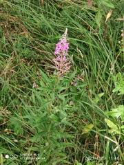 Chamaenerion angustifolium