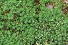 Dawsonia