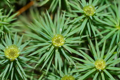 Dawsonia