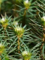 Dawsonia
