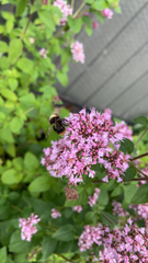 Bombus pratorum