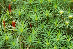 Dawsonia