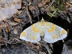Eulithis pyropata