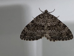 Entephria caesiata