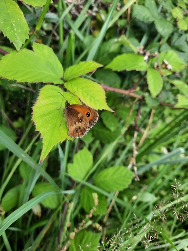 Pyronia tithonus