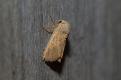 Photedes fluxa