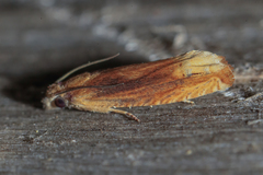 Eucosma flavispecula