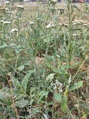 Chenopodium suecicum