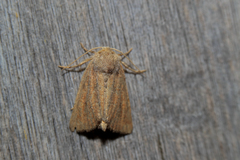 Photedes fluxa