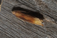 Eucosma flavispecula