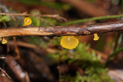 Heterotextus miltinus