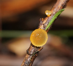 Heterotextus miltinus