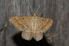 Isturgia murinaria
