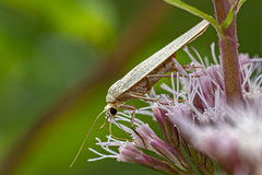 Eilema griseola