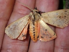 Spilosoma cervina