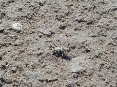 Cephalota circumdata leonschaeferi