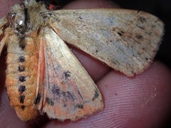 Spilosoma cervina