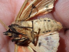 Spilosoma cervina