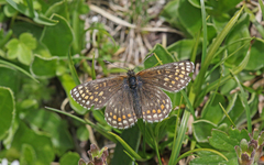 Melitaea asteria