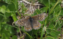 Melitaea asteria