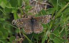 Melitaea asteria