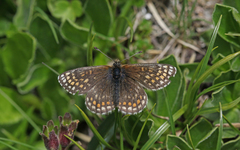 Melitaea asteria