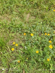 Scorzoneroides autumnalis