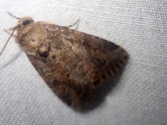 Spodoptera pecten