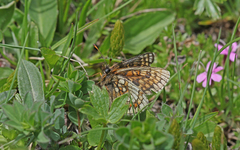 Melitaea asteria